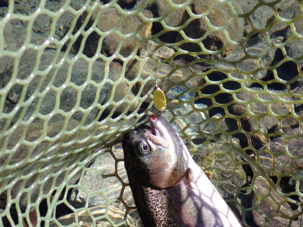 リクーゼで放流トラウトを釣っているシーン