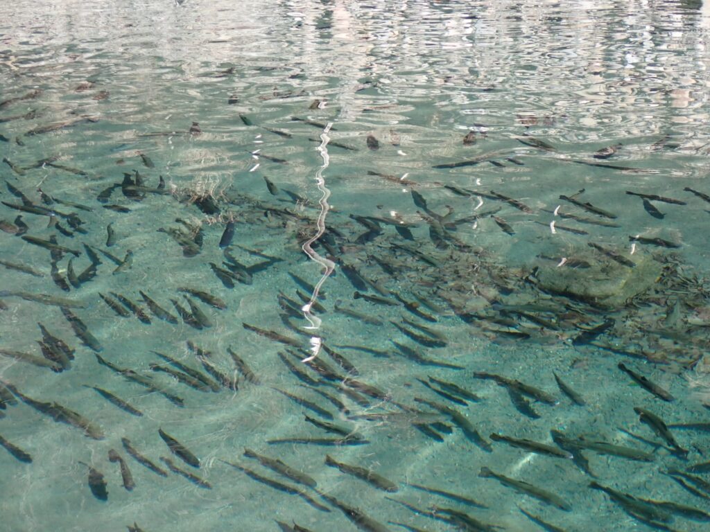 ストリームの砂地ポンドの様子