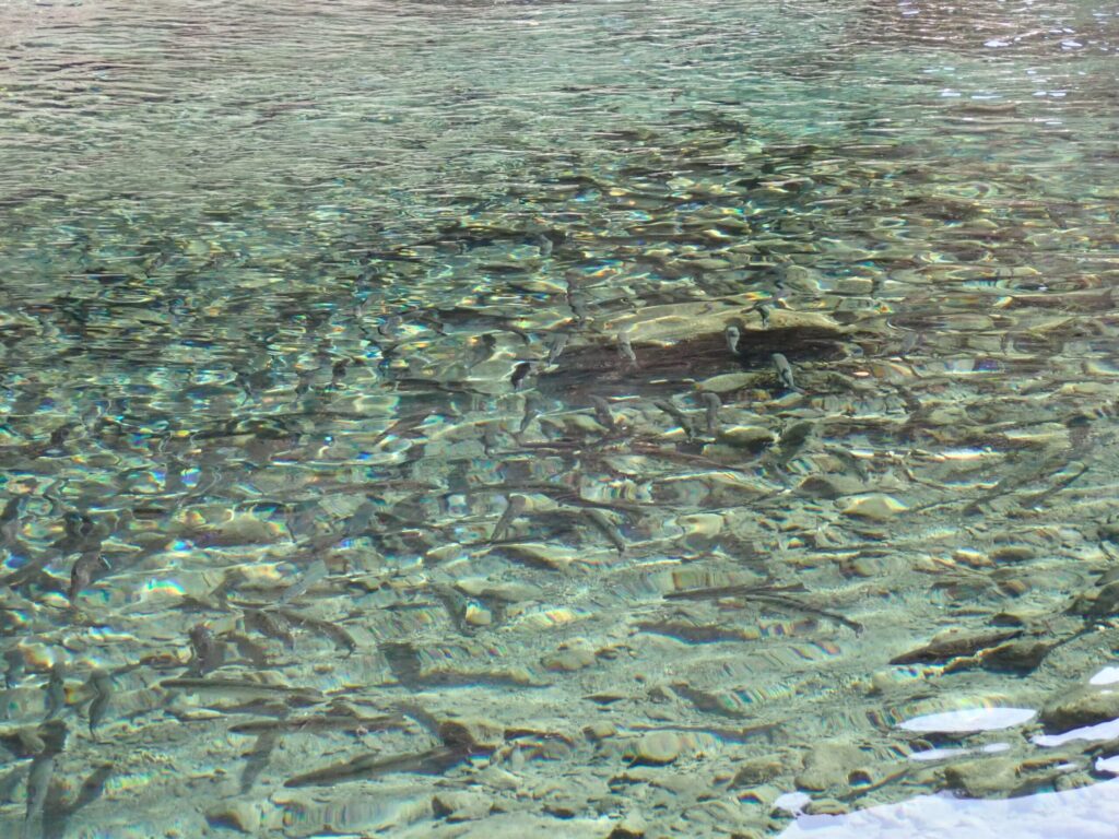 クリアーウォーターの透明な水の視界の様子