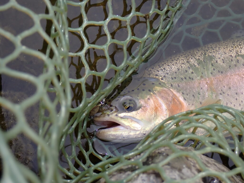 難しいエリアで釣った魚の様子