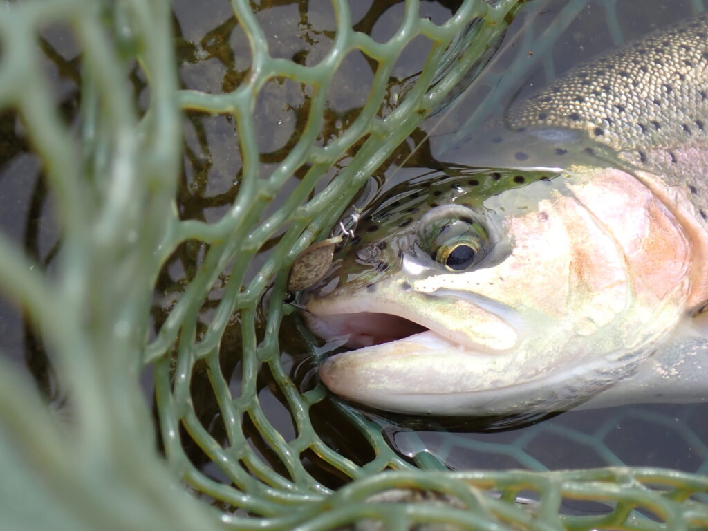 ハントグランデでトラウトを釣ったシーン