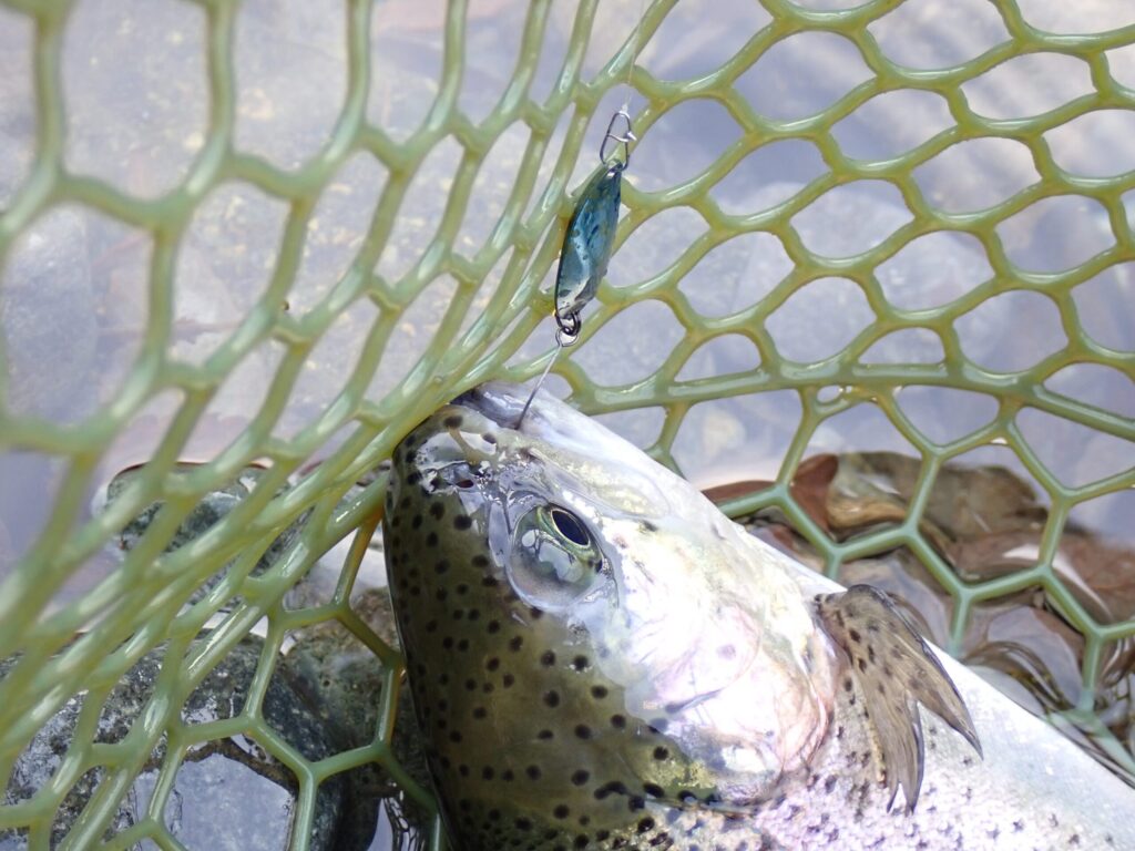 銀系カラーのスプーンで釣ったトラウトの写真