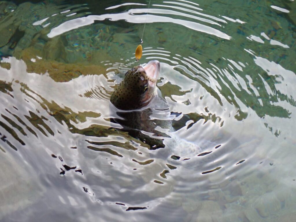 リクーゼ1.0gでトラウトを釣っているシーン