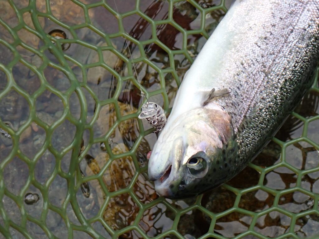 カディスでトラウトを釣ったシーン