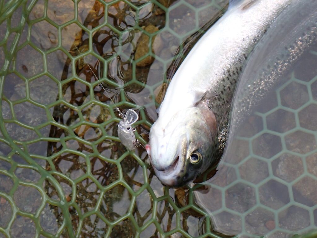 トップウォータープラグでトラウトを釣っているシーン