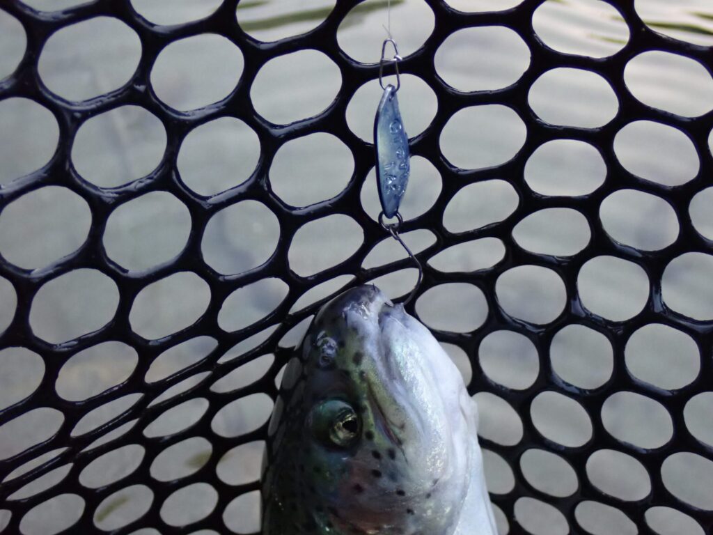 耐力スナップ#00と1.65gスプーンでトラウトを釣っている様子