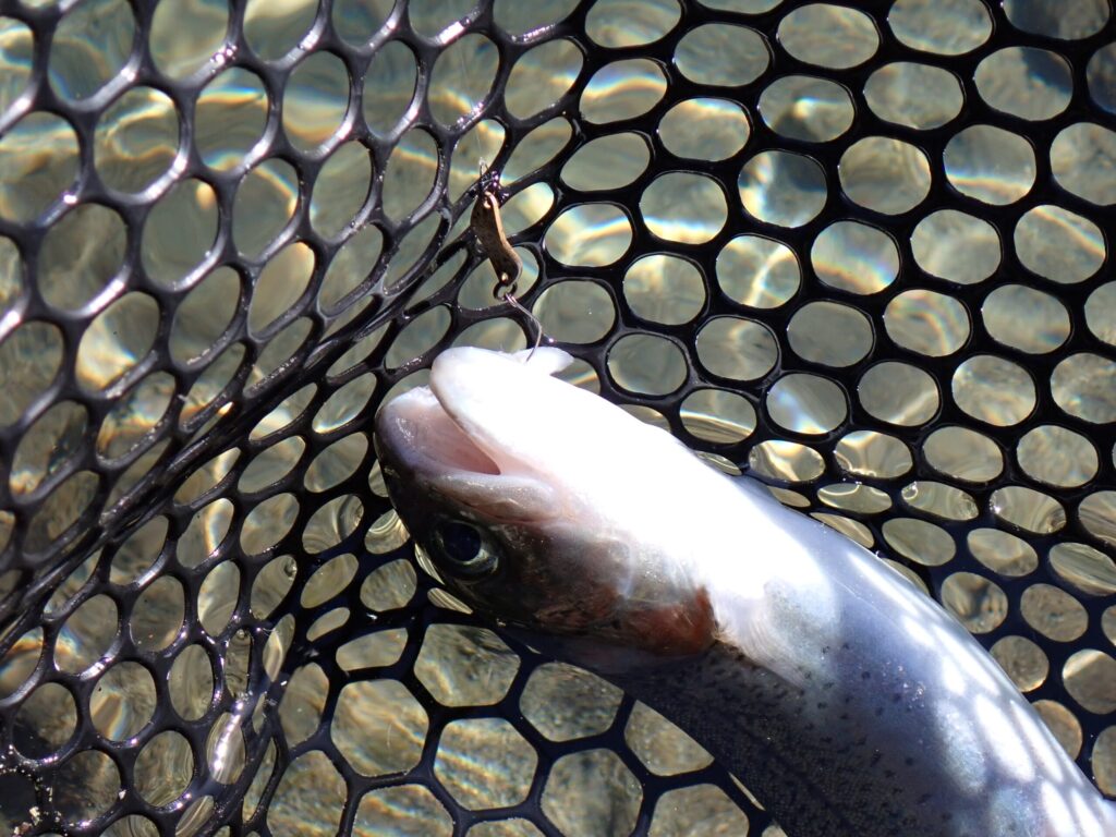 小さいシルエットのスプーンに合ったフックでトラウトを釣っているシーン