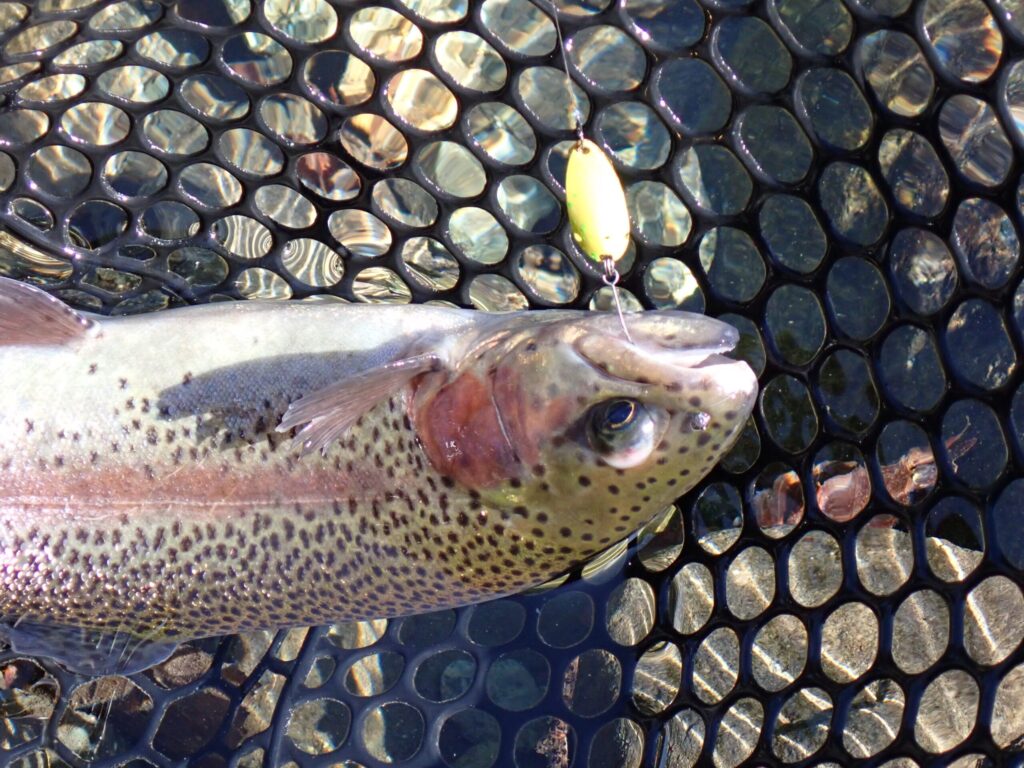 リクーゼで放流トラウトを釣っているシーン