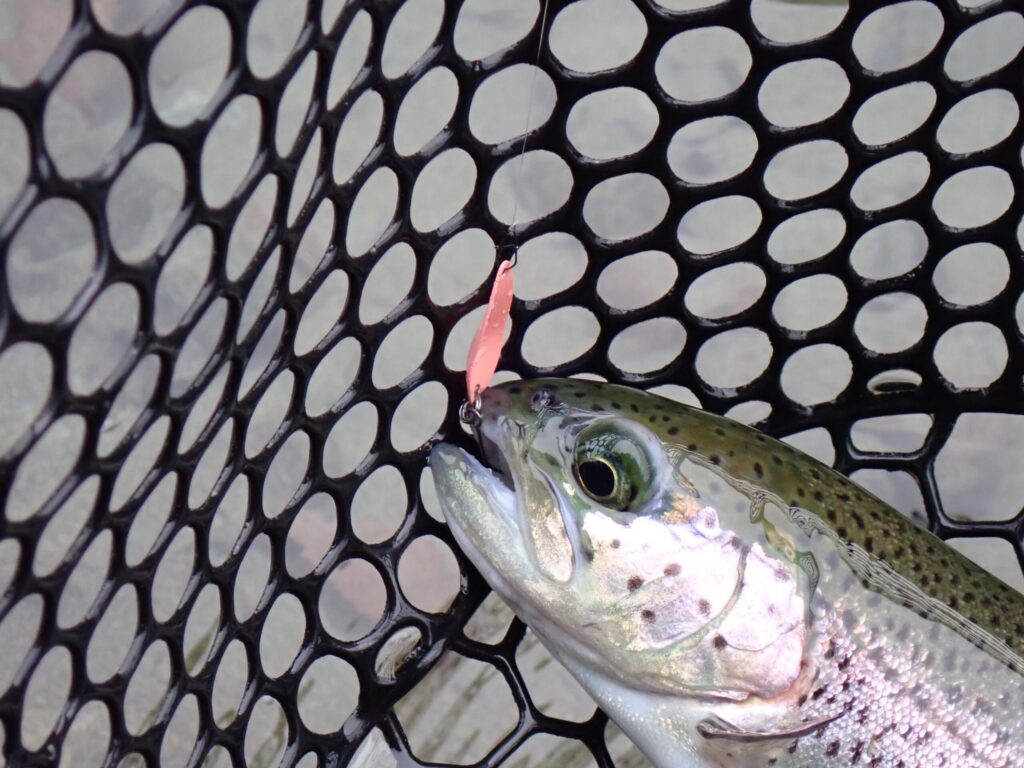 知らないフックで釣った時のトラウトの様子
