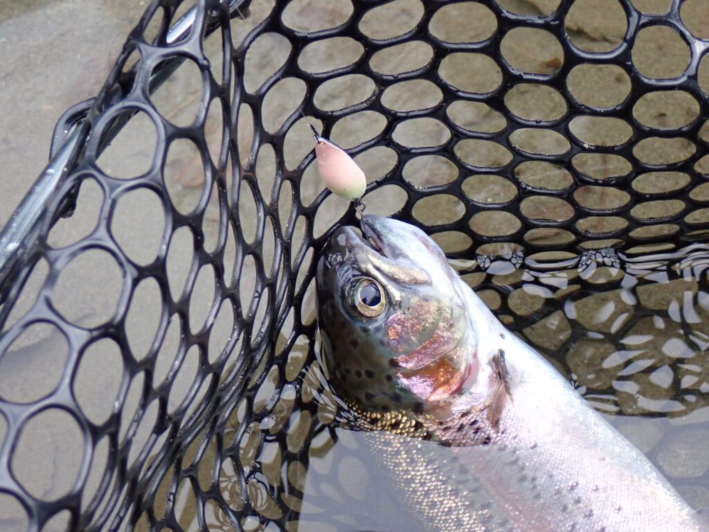 フロロリーダーを使って魚を釣っている様子