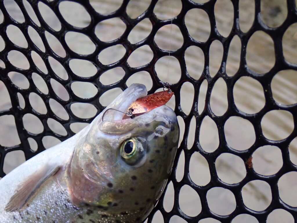 e-スナップ2 SSSと1.6gのスプーンでトラウトを釣っている様子