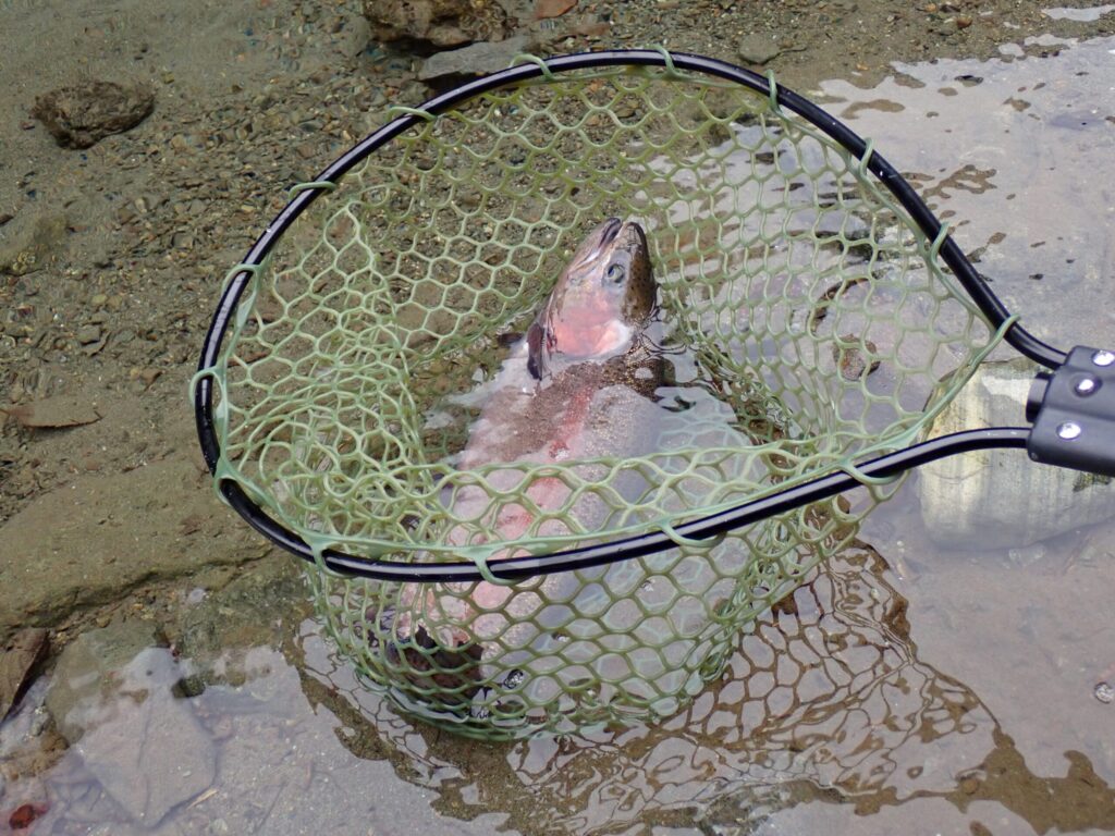 スミス0715で大きめのトラウトをキャッチした時の様子