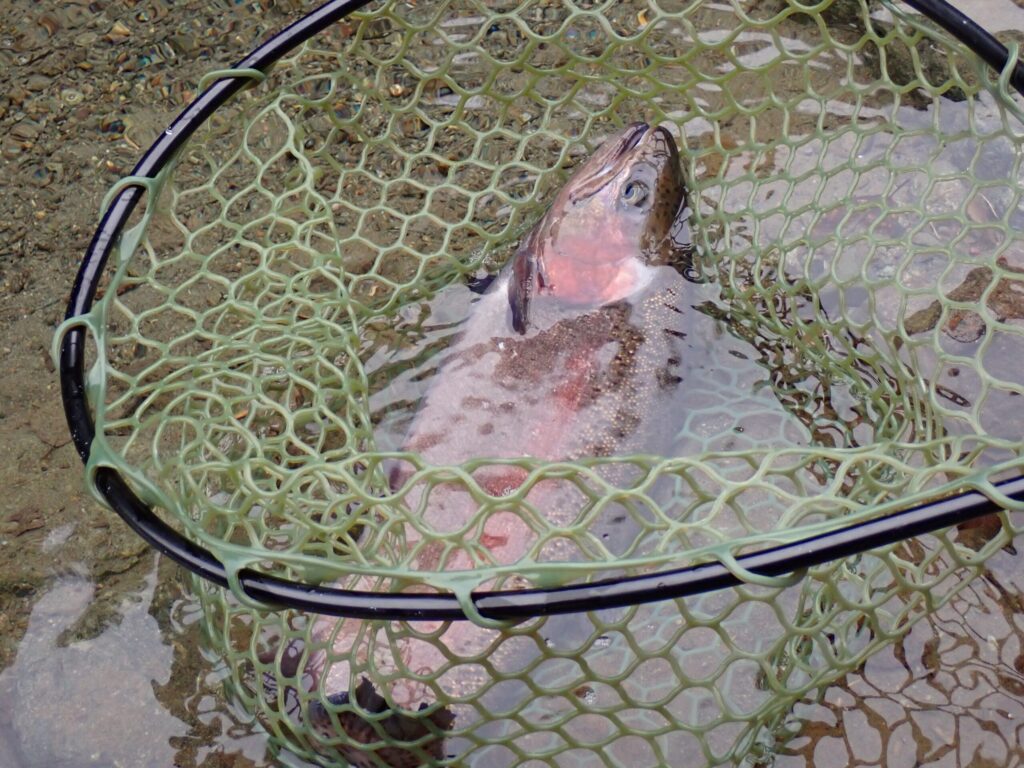 トラウトをネットに取り込んでいる様子