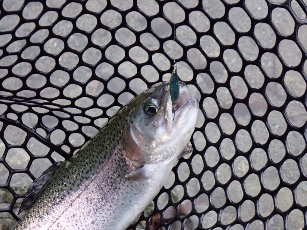 リクーゼ1.7g カドオリブルで朝にトラウトを釣っているシーン