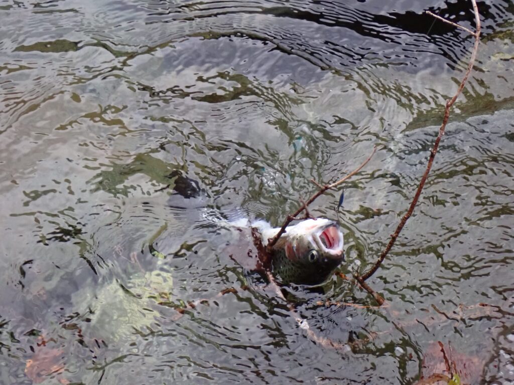 ストリームエリアでトラウトを釣っているシーン