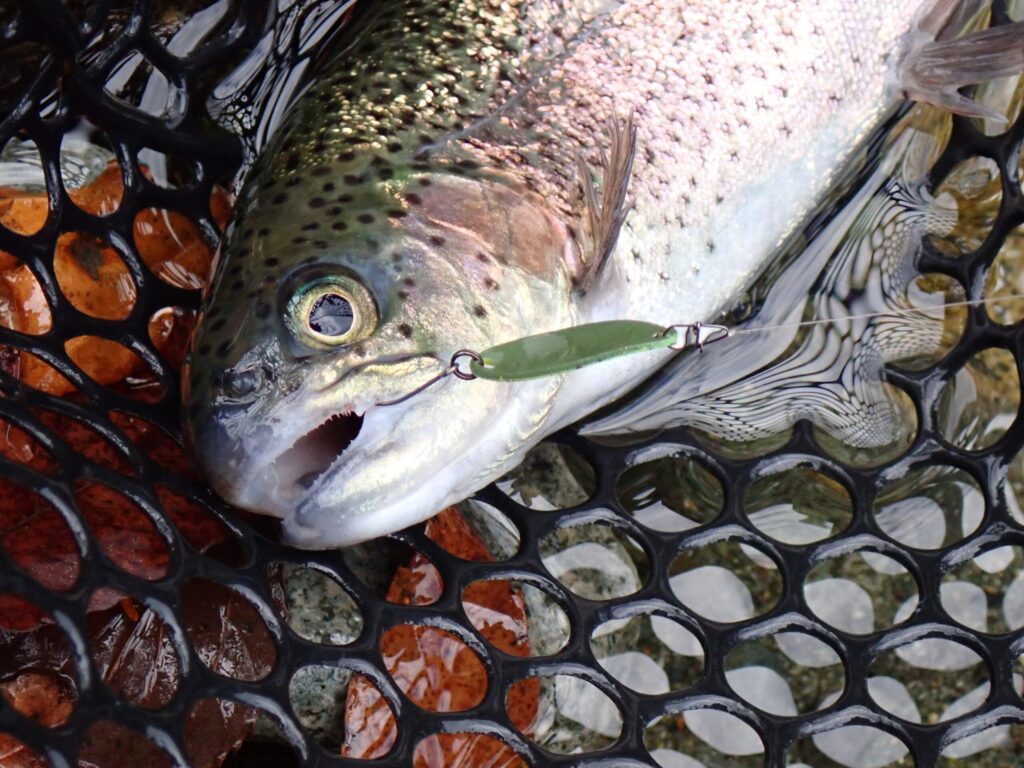 eスナップsssと1.0gスプーンでトラウトを釣っている様子