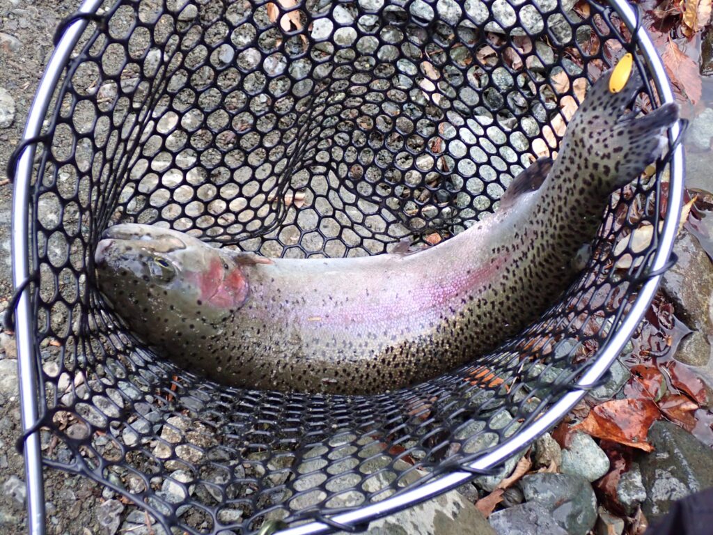 小さいネットで大きいトラウトをキャッチした時の様子