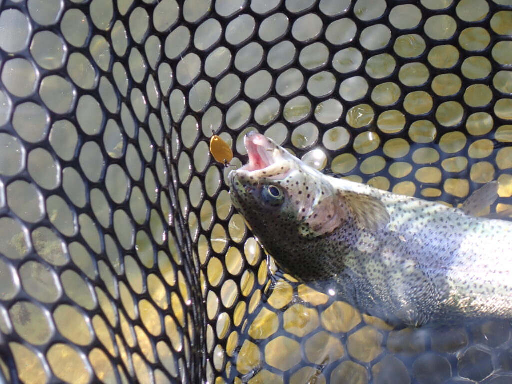 リクーゼ1.0gでトラウトを釣っているシーン