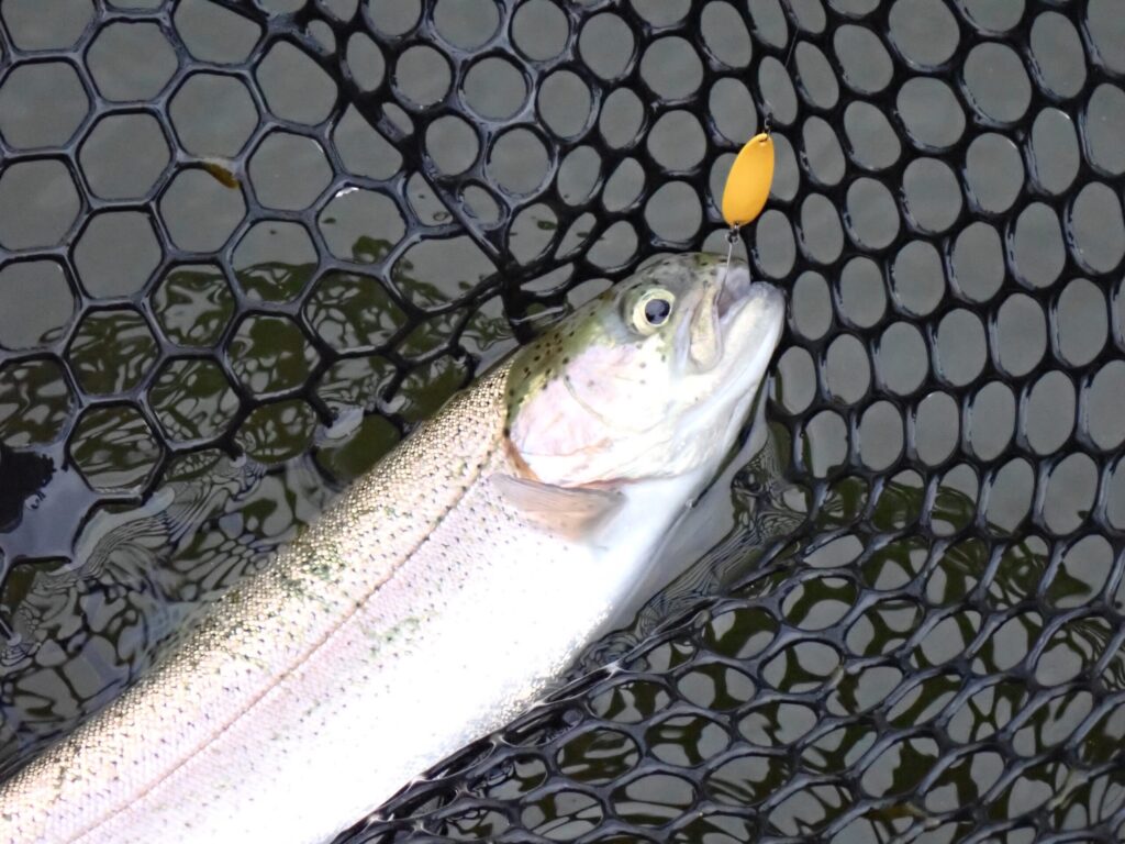 トラウトを釣っているシーン