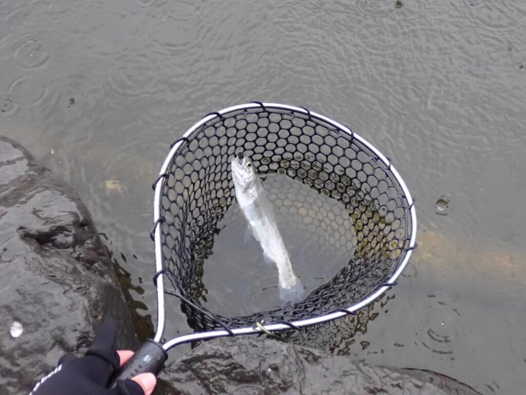 雨の日にトラウトを釣っている様子