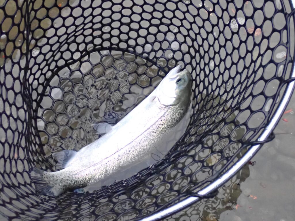 トラウトをキャッチした様子