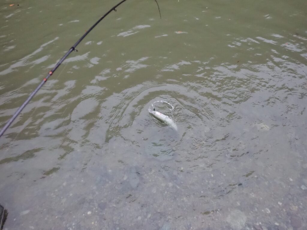 エリアでロッドを曲げて右利き左ハンドルで吊り上げているシーン