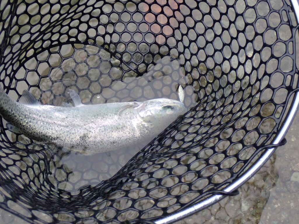 リクーゼ1.7g ダイゴマシマシウズラで濁った朝にトラウトを釣っているシーン