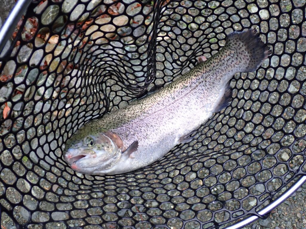 35-40cmくらいのトラウト