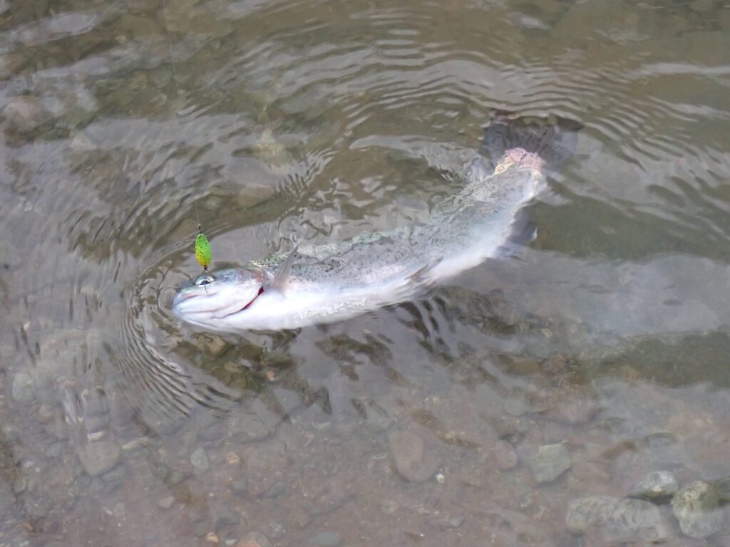 リーダーに負荷がかかり始めているトラウトフィッシングの時間