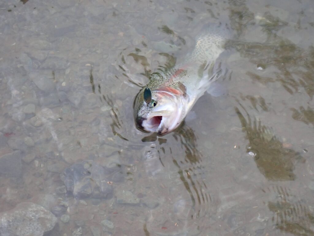 エステルでトラウトを釣っている様子