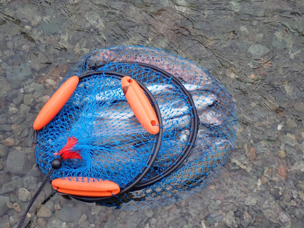 45cmくらいのトラウトがたくさん釣れた時にスカリに入れている様子