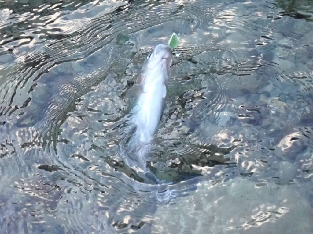 グローカラーでトラウトを釣っている様子