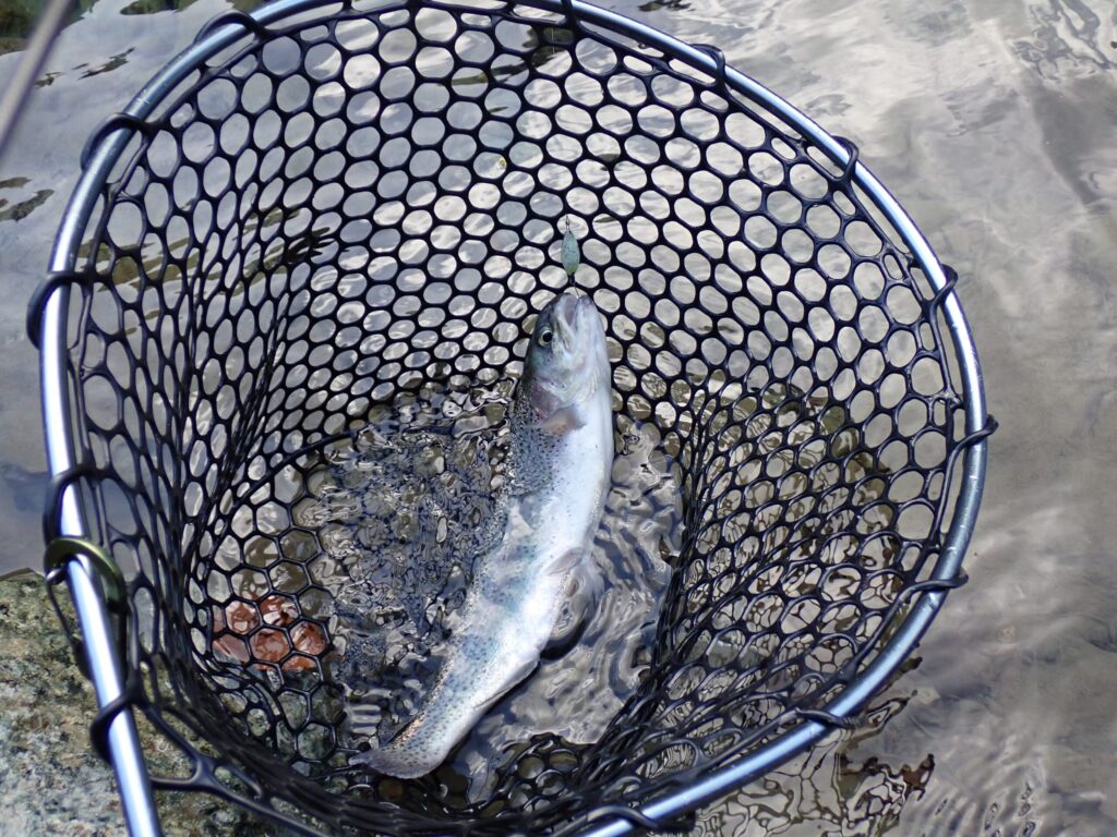 トラウトを釣っているシーン