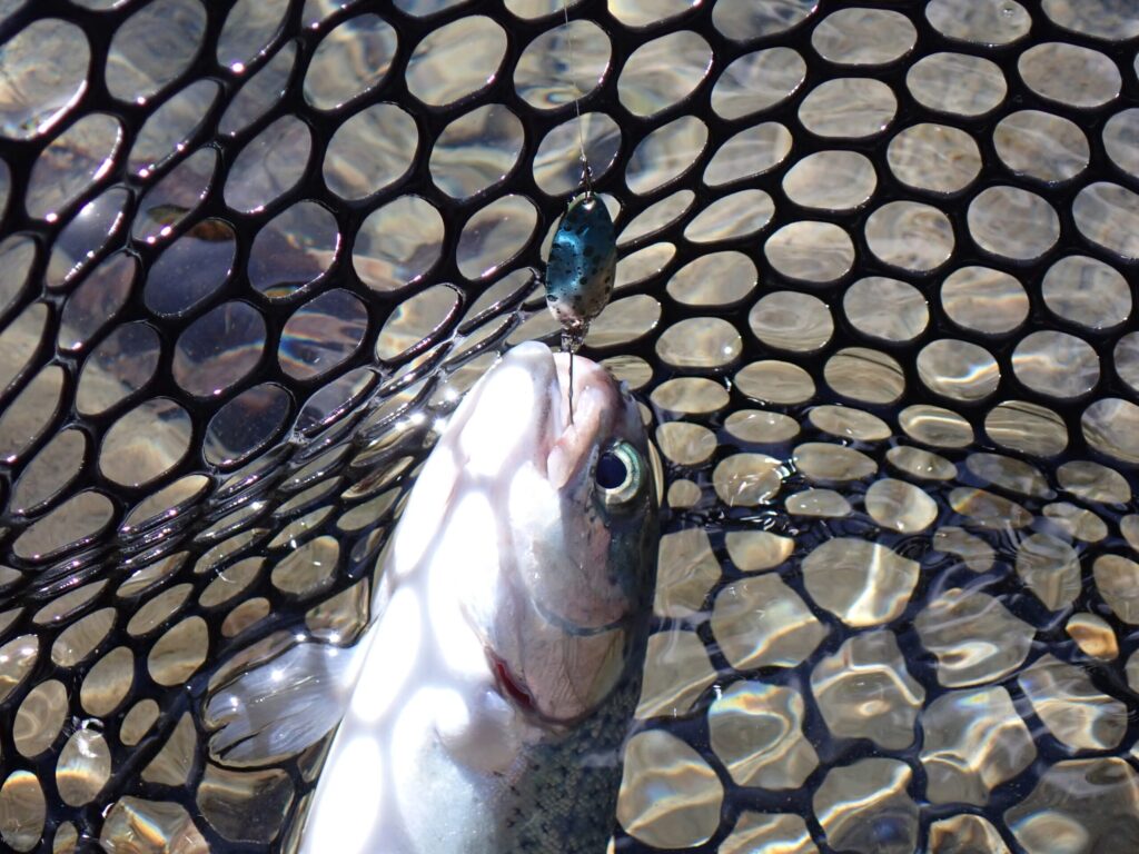 UVカラーでトラウトを釣っている様子