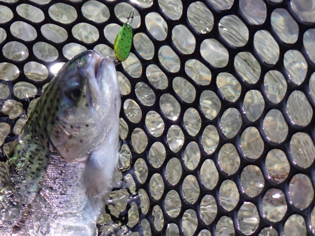 AT2-S60UL-Eと1.6gスプーンでトラウトを釣っている様子