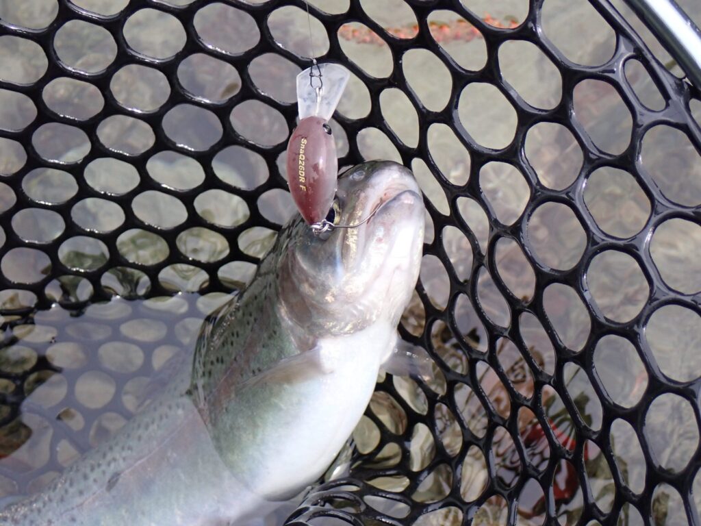 プラグでトラウトを釣った様子