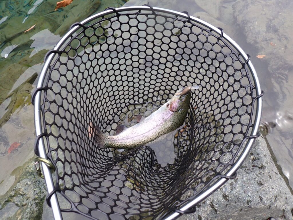 プラグでトラウトを釣っているシーン