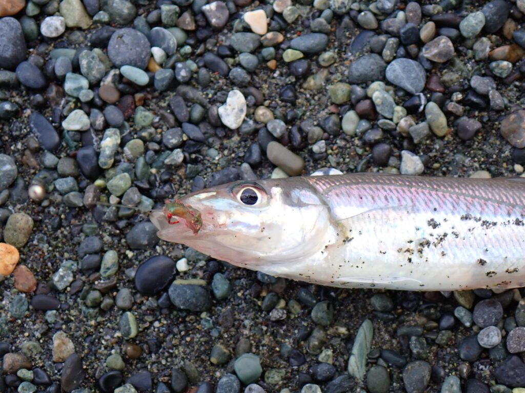 西湘で釣れたキス