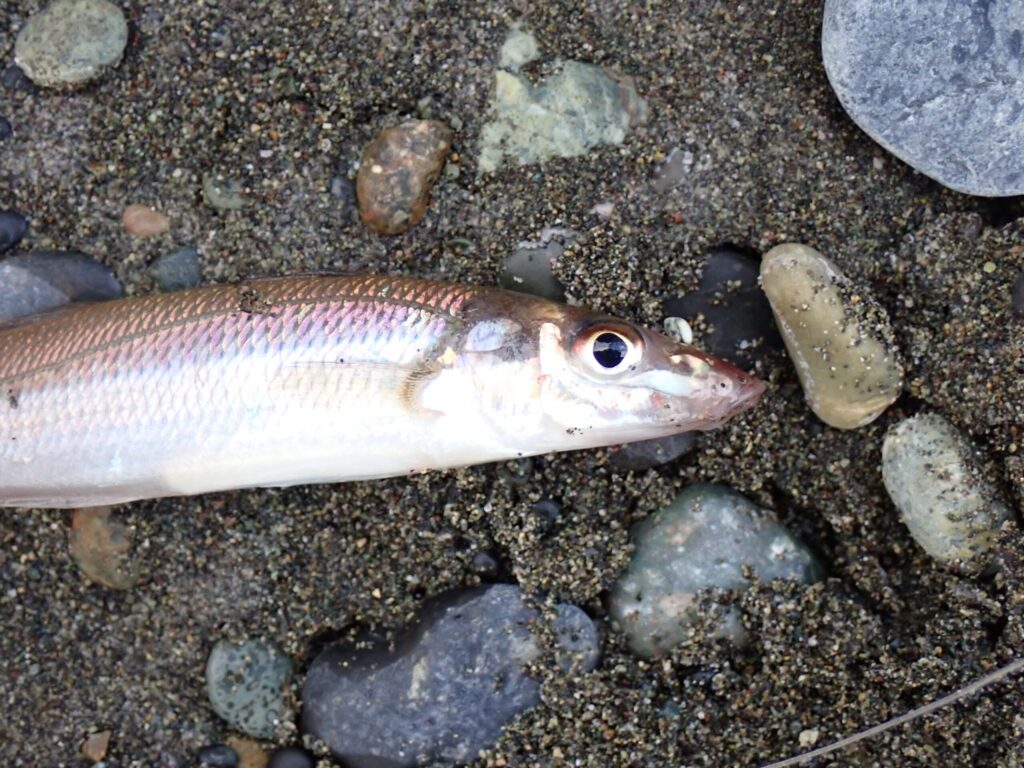 太いラインでも釣れたキスの様子