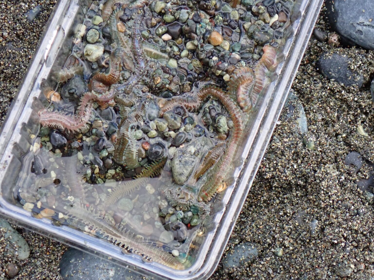 キス釣りはジャリメじゃなくても釣れる|青イソメの太さで感じた違い | 釣りキャンプ最適化ラボ