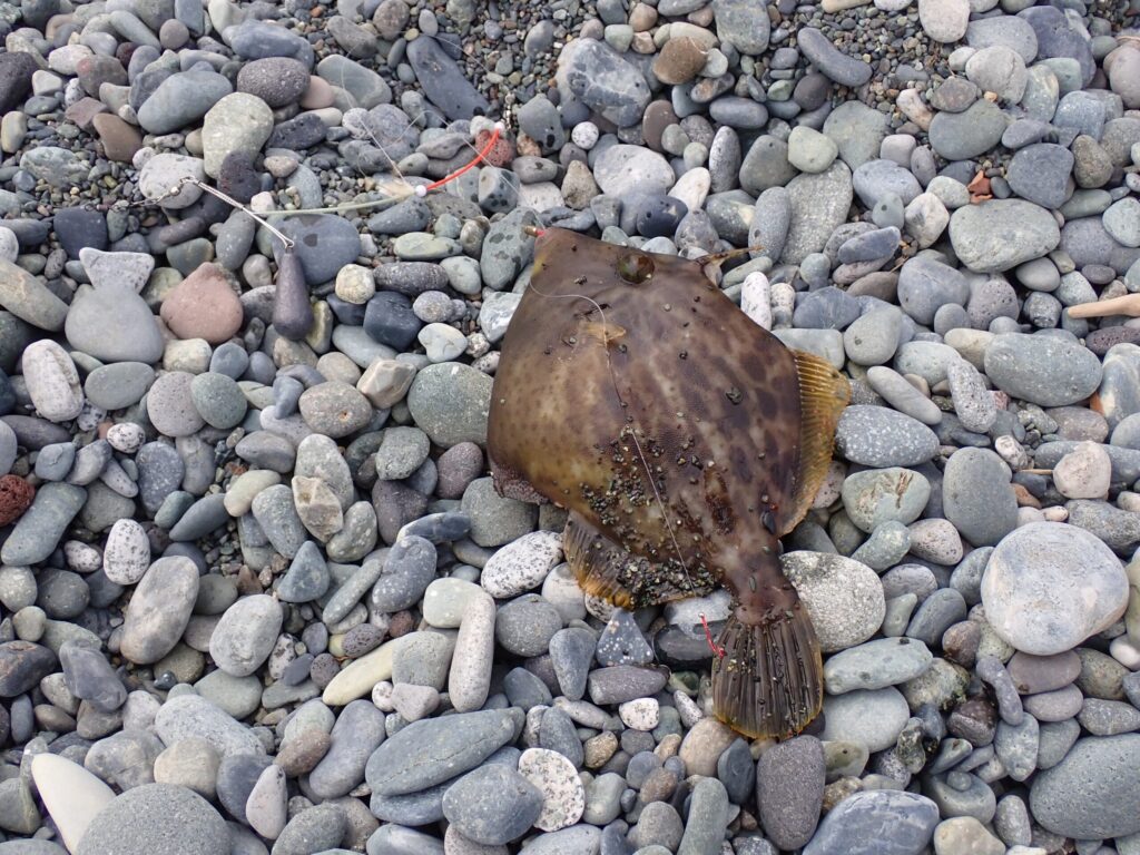 ちょい投げ天秤で釣れたカワハギ