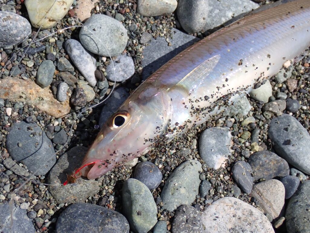 釣れたキスの様子
