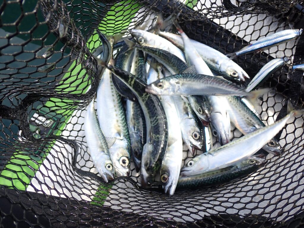 サバやキビナゴを釣った様子