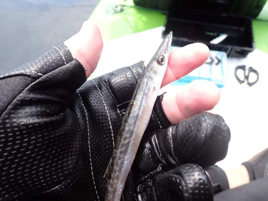 SUP釣りで子供のカマスが釣れたシーン