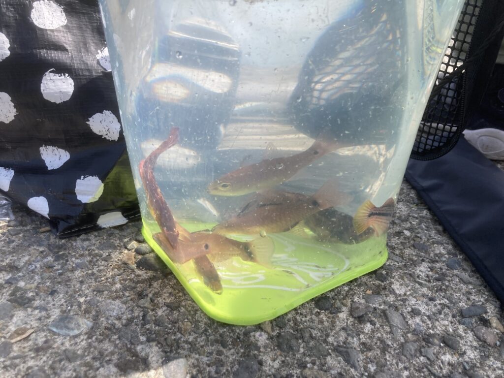 ちょい投げで釣れた魚たち