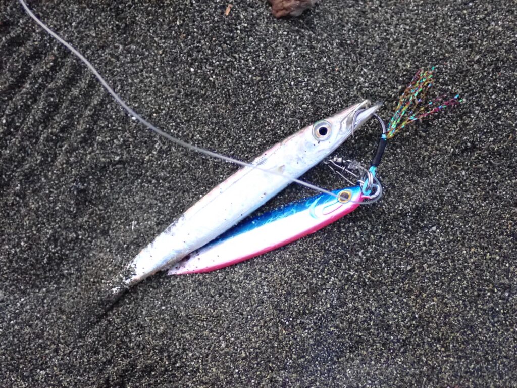 西湘で釣れたカマス
