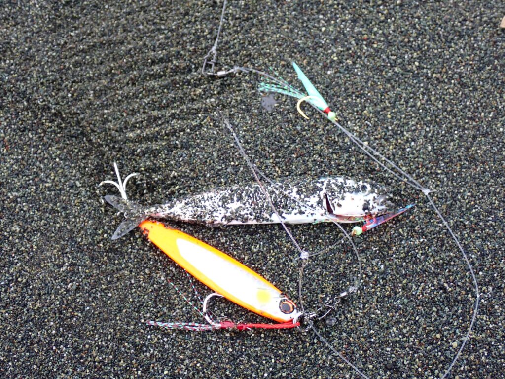 西湘で釣れた子サバ