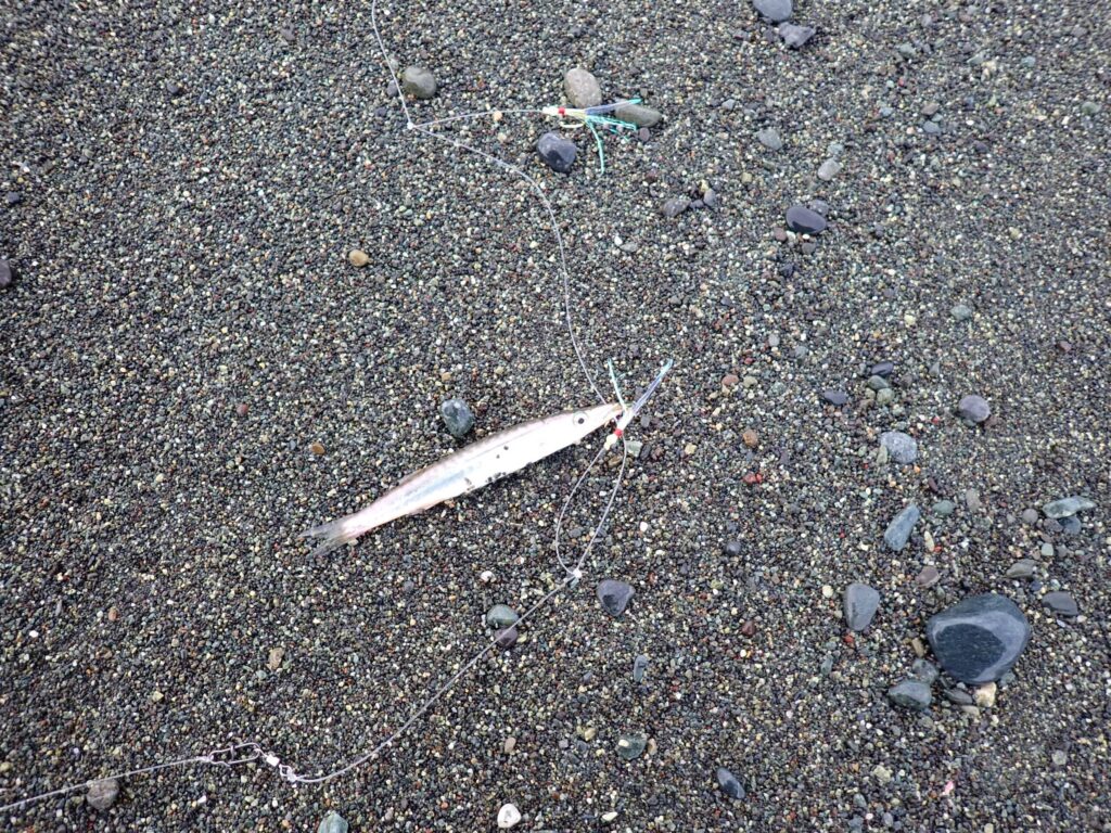 鉛筆カマスがジグサビキで釣れたシーン