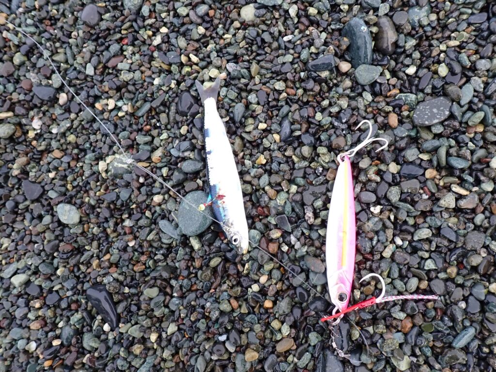 西湘で釣れたイワシ