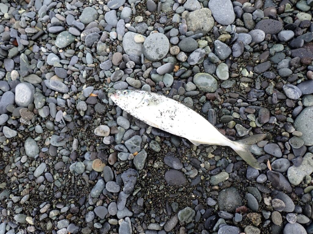 西湘で釣れたワカシ